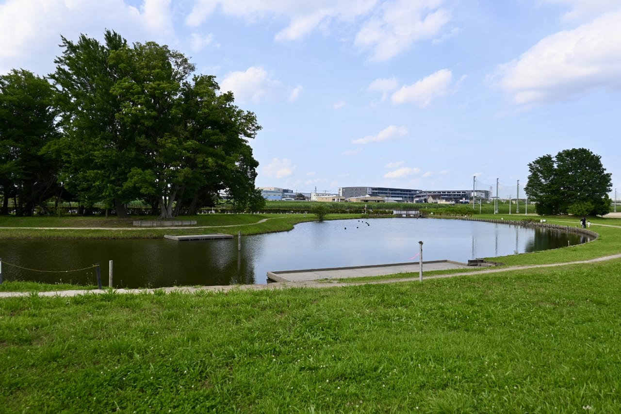 【八潮市】池の水をぬいて魚とり＆お魚ちょうさができる！水辺の楽校で魚とり「夏まつり」が開催されるそうです！