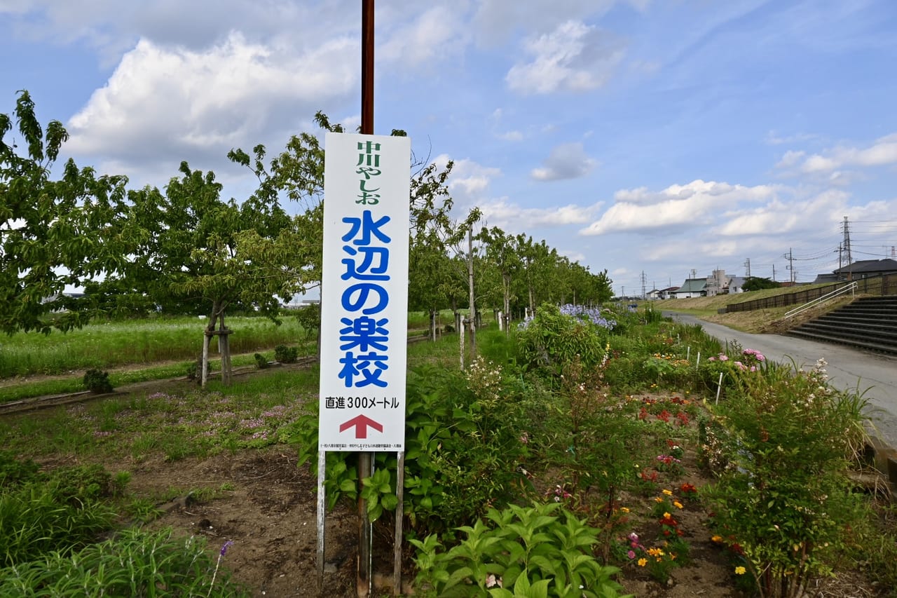 【八潮市】池の水をぬいて魚とり＆お魚ちょうさができる！水辺の楽校で魚とり「夏まつり」が開催されるそうです！