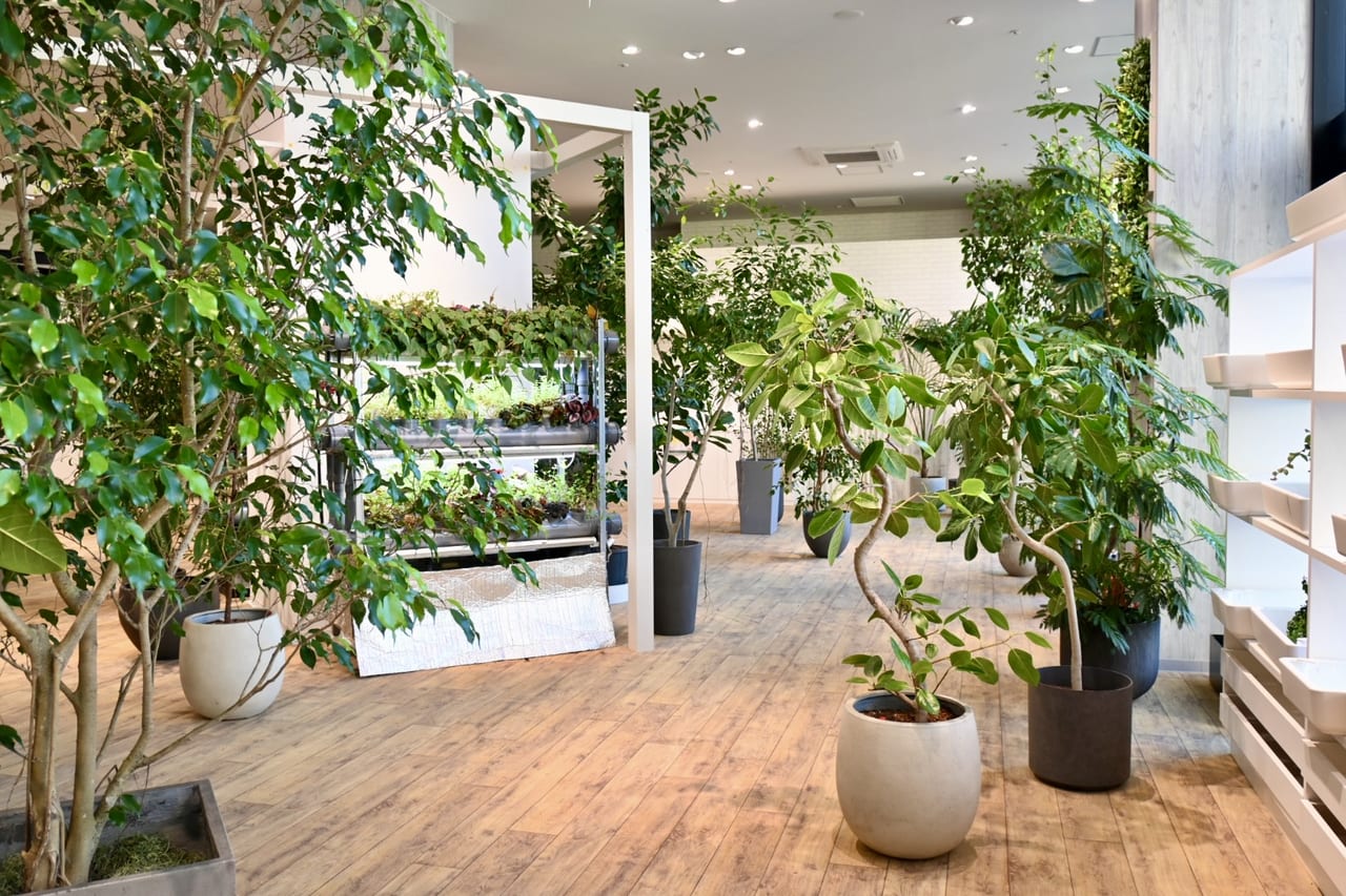 【吉川市】無料「挿し木体験会」が開催されるそうです！お気に入りの植物を増やしてみませんか？